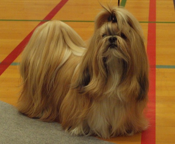 Shih Tzu Danmark